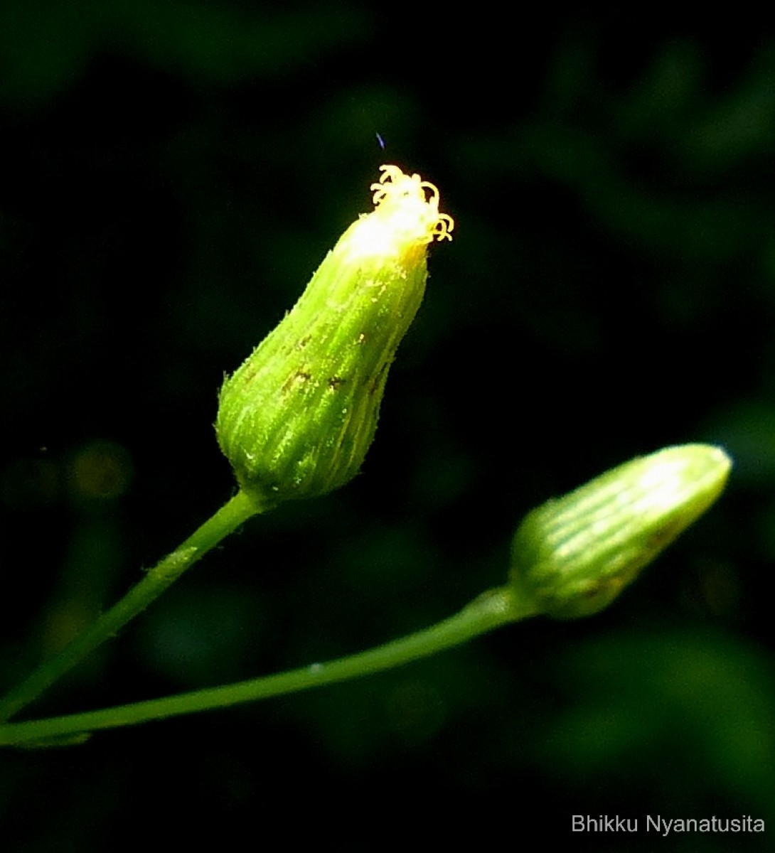 Pluchea paniculata (Willd.) Karthik. & Moorthy